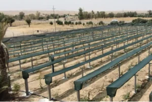 نهال انگور موندراپ