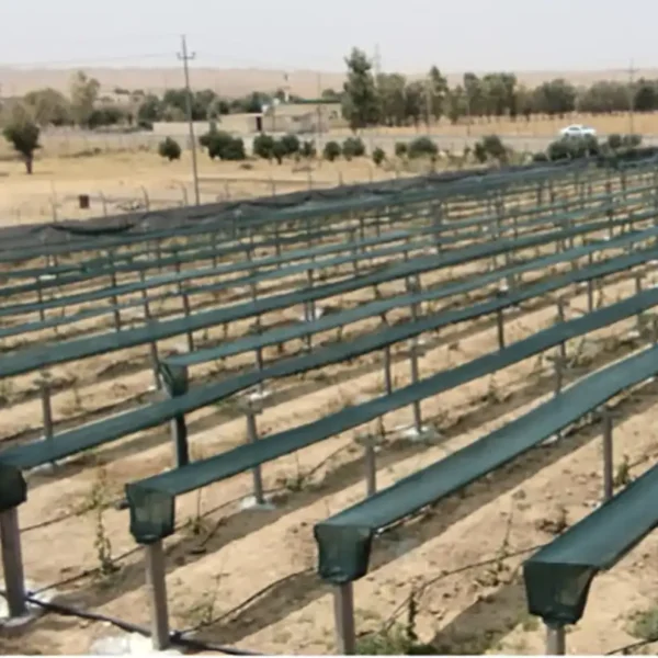 نهال انگور موندراپ