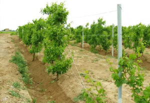 کاشت نهال انگور موندراپ