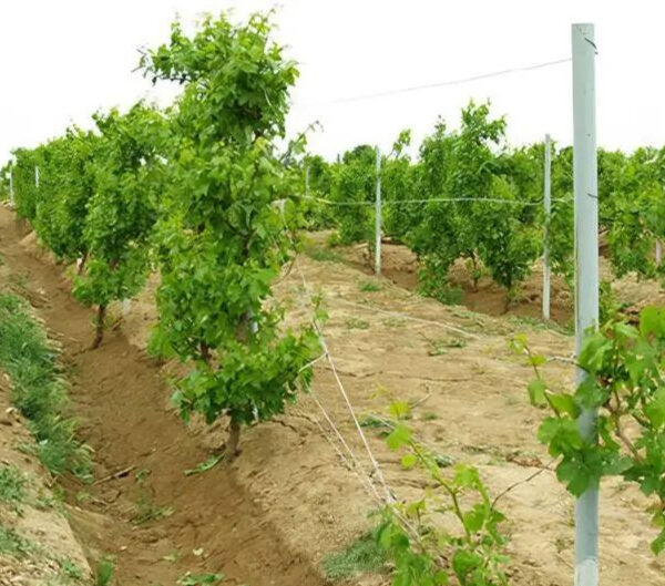 کاشت نهال انگور موندراپ