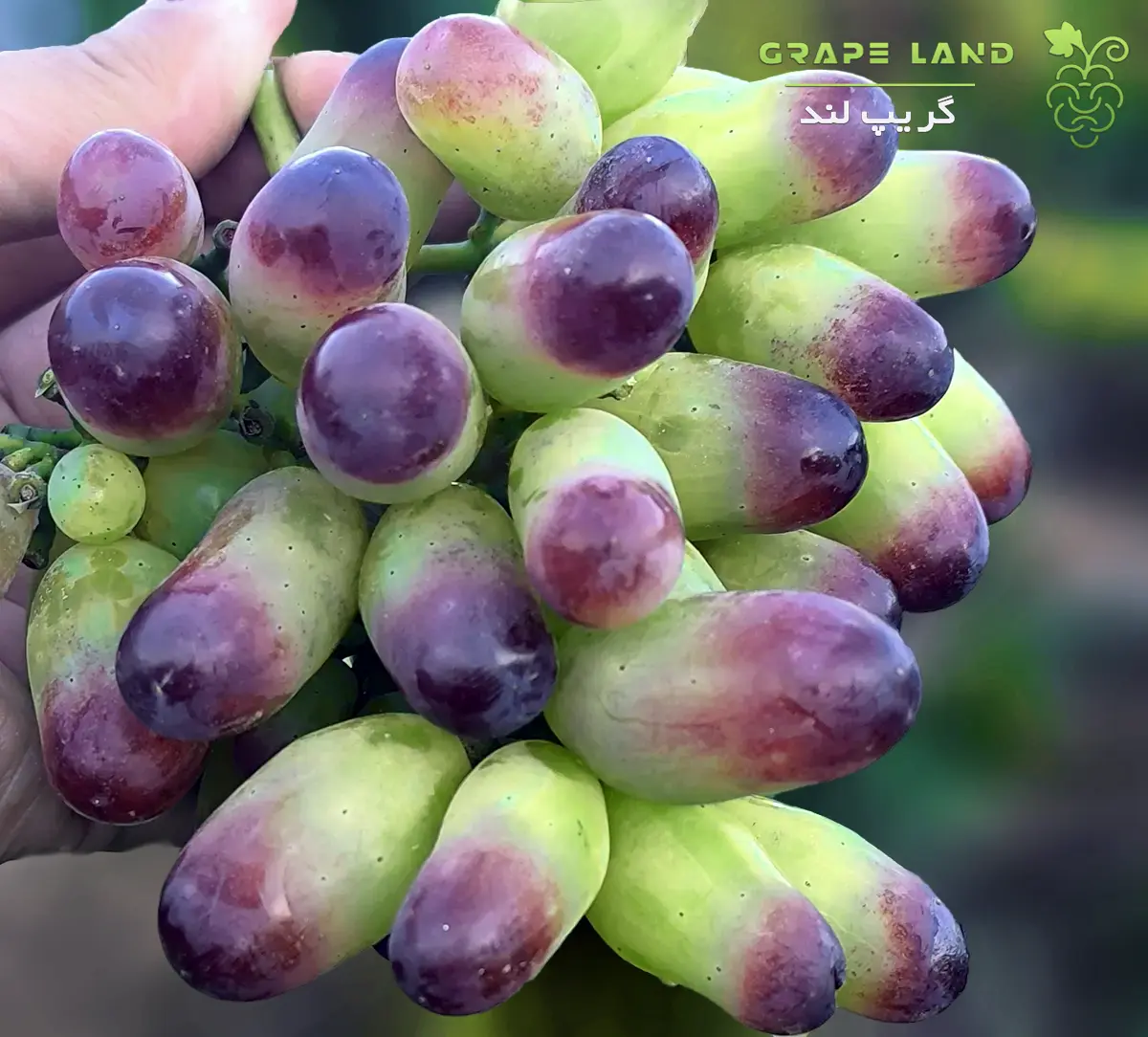 نهال انگور ژاپنی مانیکور فینگر