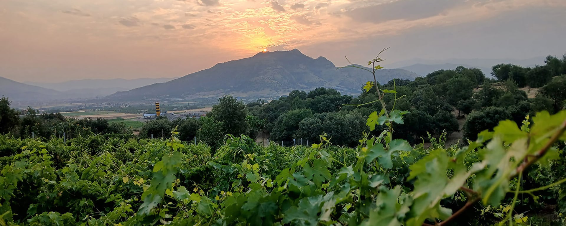 گریپ لند انواع نهال انگور