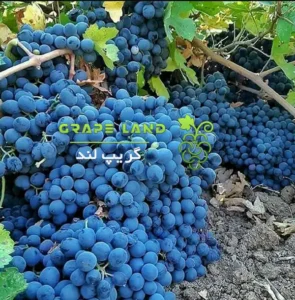 خرید نهال انگور