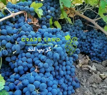 خرید نهال انگور