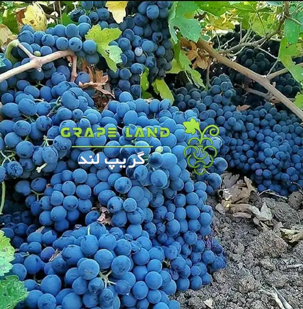 خرید نهال انگور