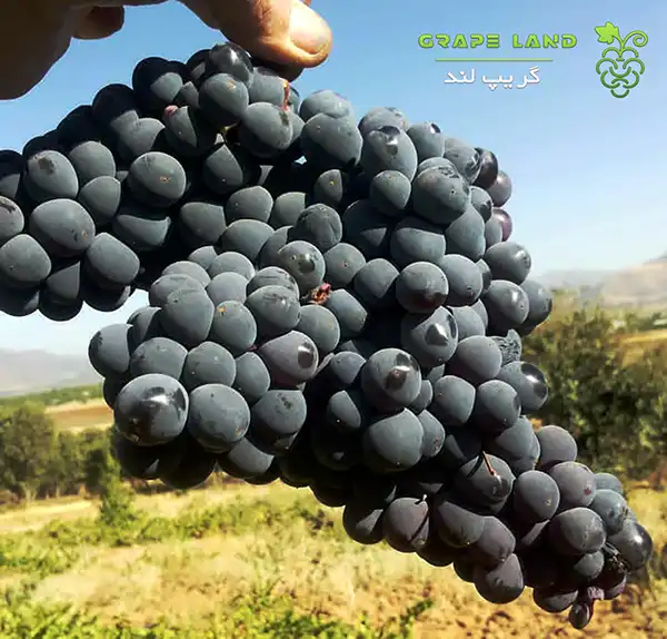 خرید نهال انگور