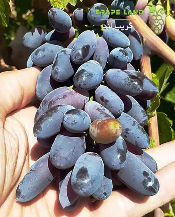 نهال انگور شمشیری