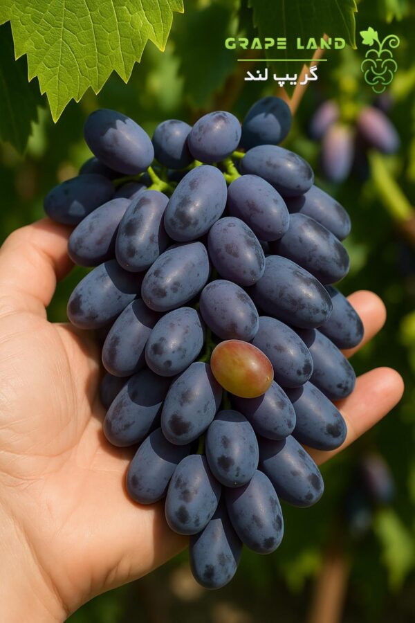 نهال انگور زیتونی