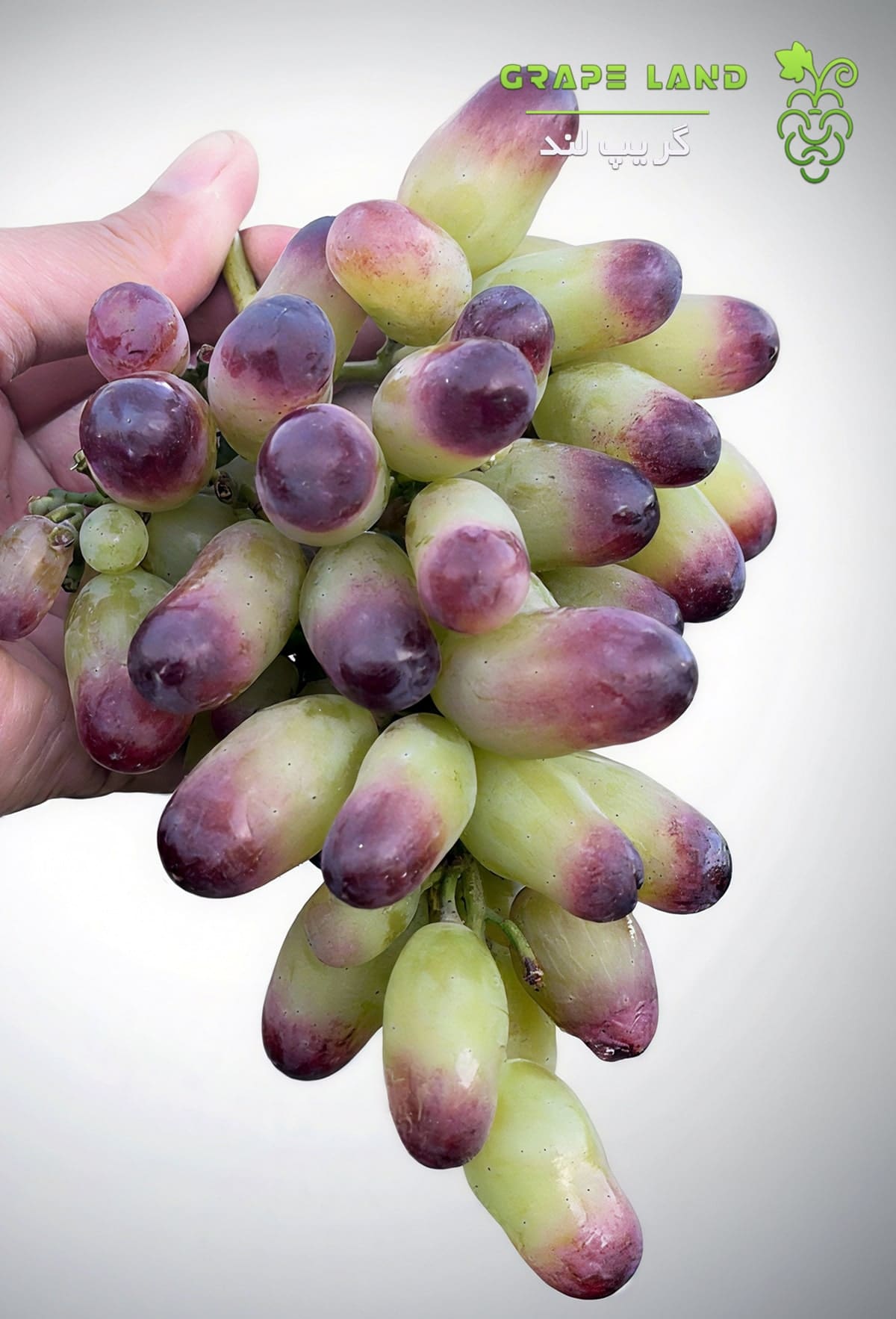 نهال انگور مانیکور فینگر