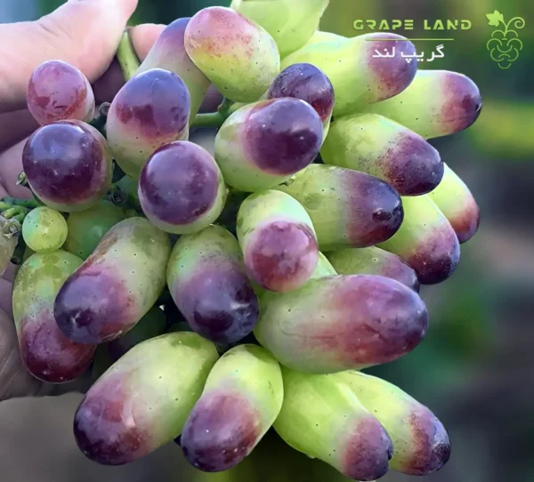 نهال انگور خارجی