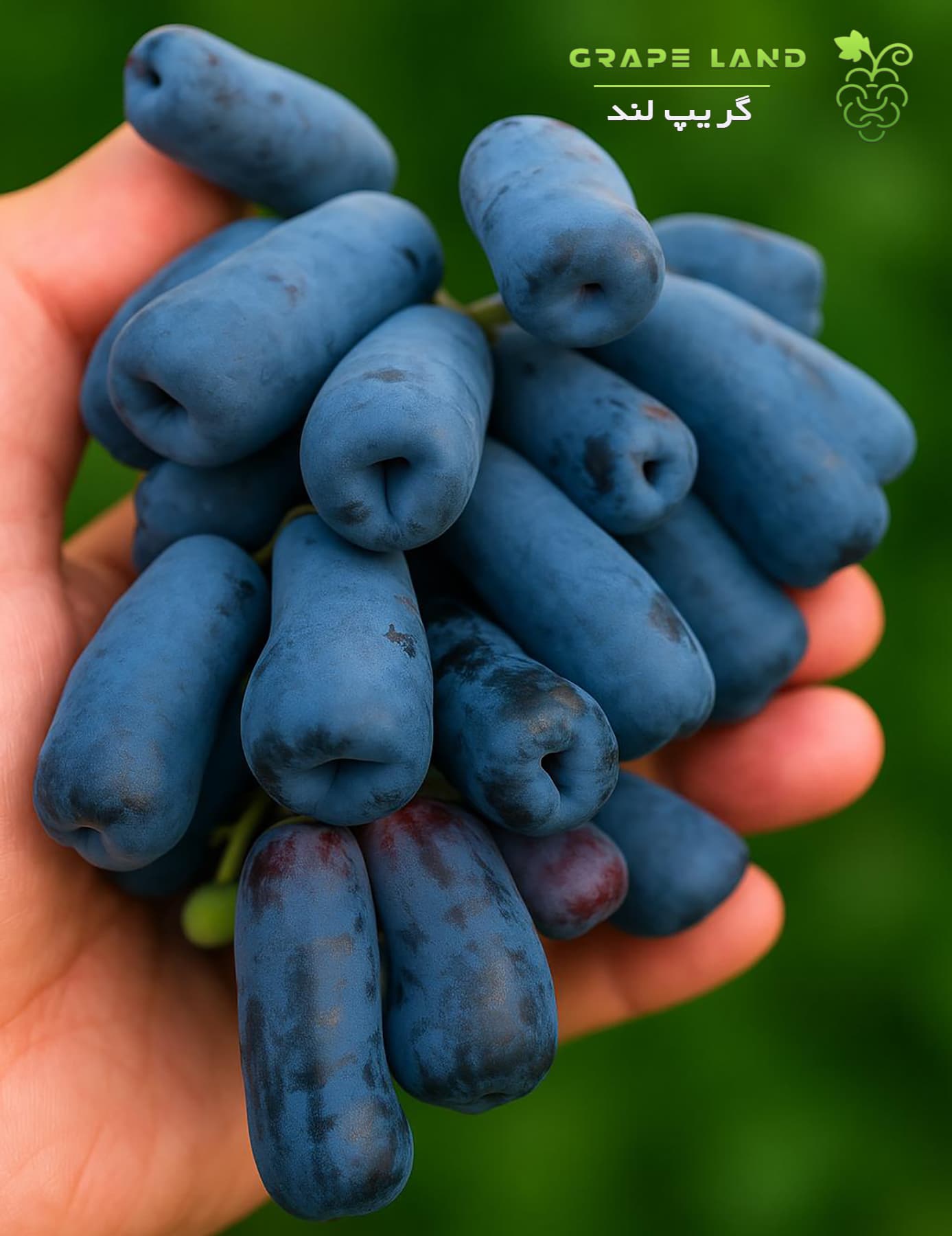 نهال انگور موندراپ