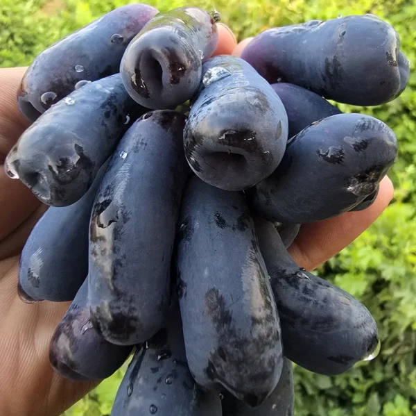 نهال انگور پرفروش