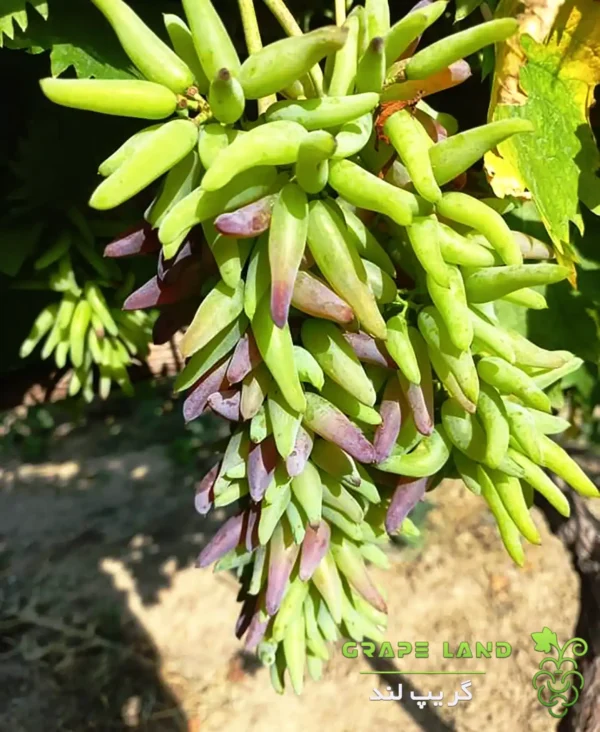 نهال انگور هالوین