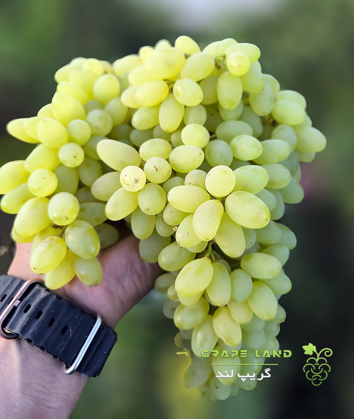 نهال انگور ایرانی