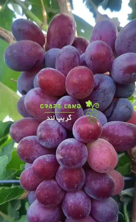 خرید نهال انگور