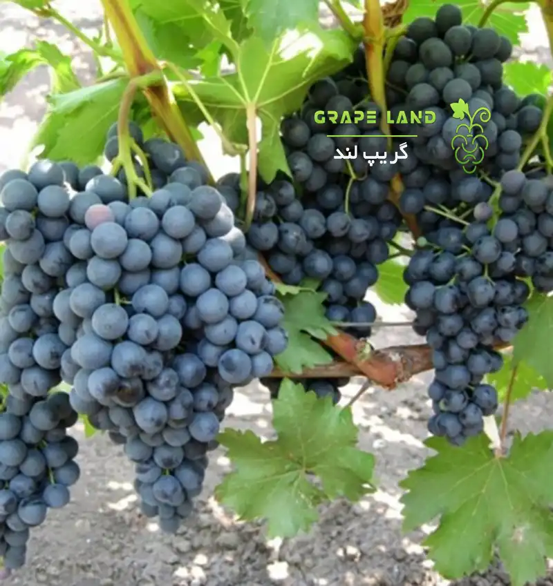 نهال انگور گرمسیری