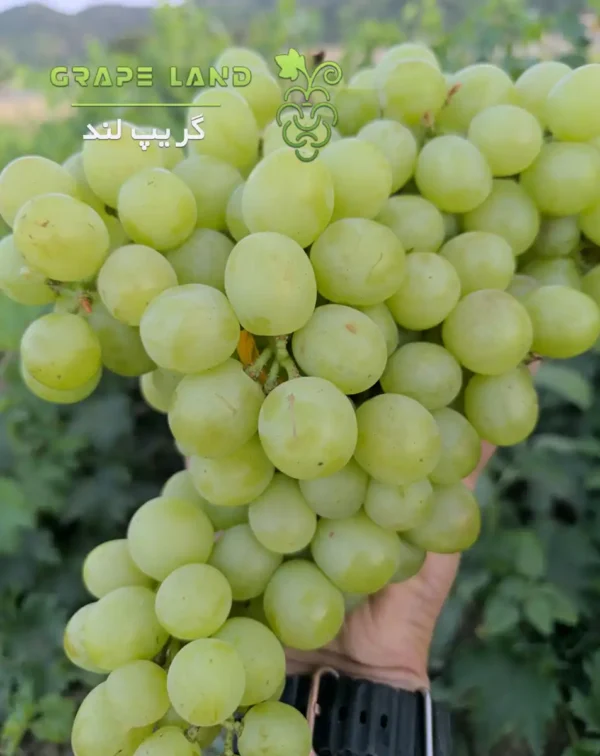 انگور روسیه ای گرد سفید