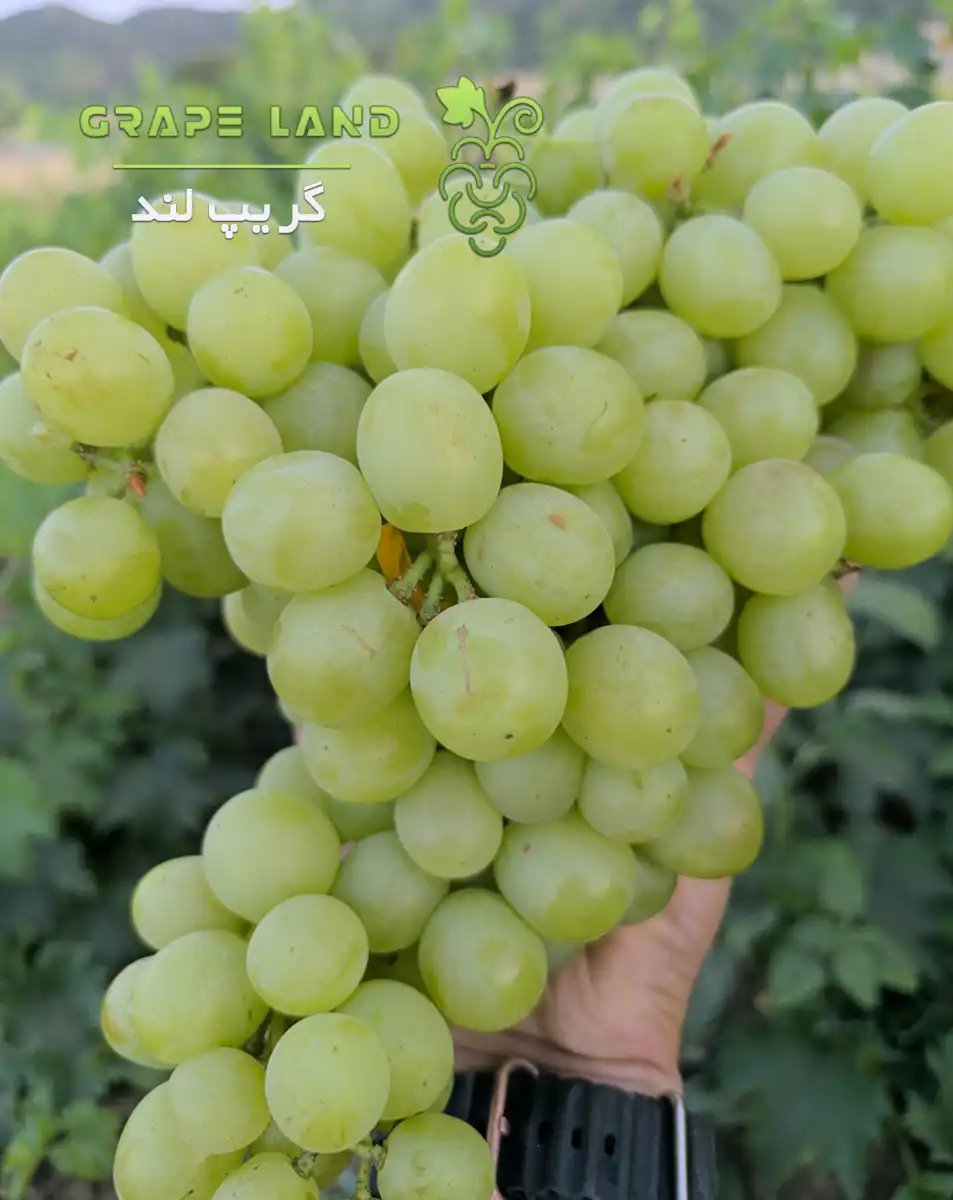 انگور روسیه ای گرد سفید