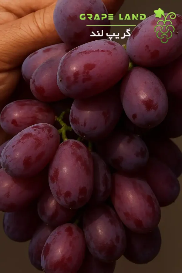 نهال انگور کردستان