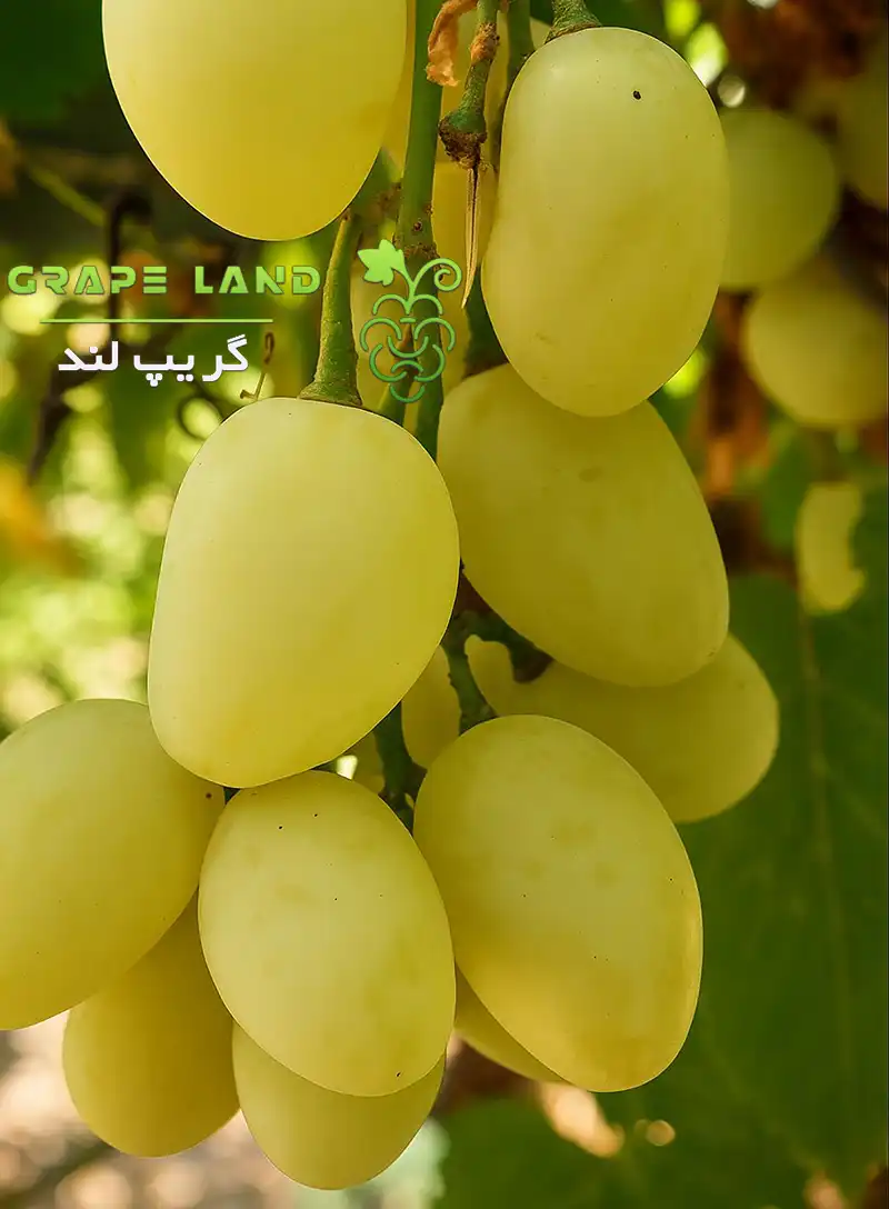 نهال مام برایمه