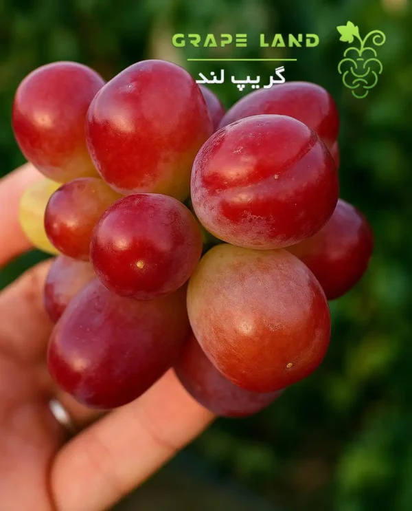 نهال انگور مای هرت