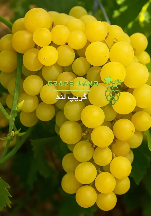 نهال انگور روسی