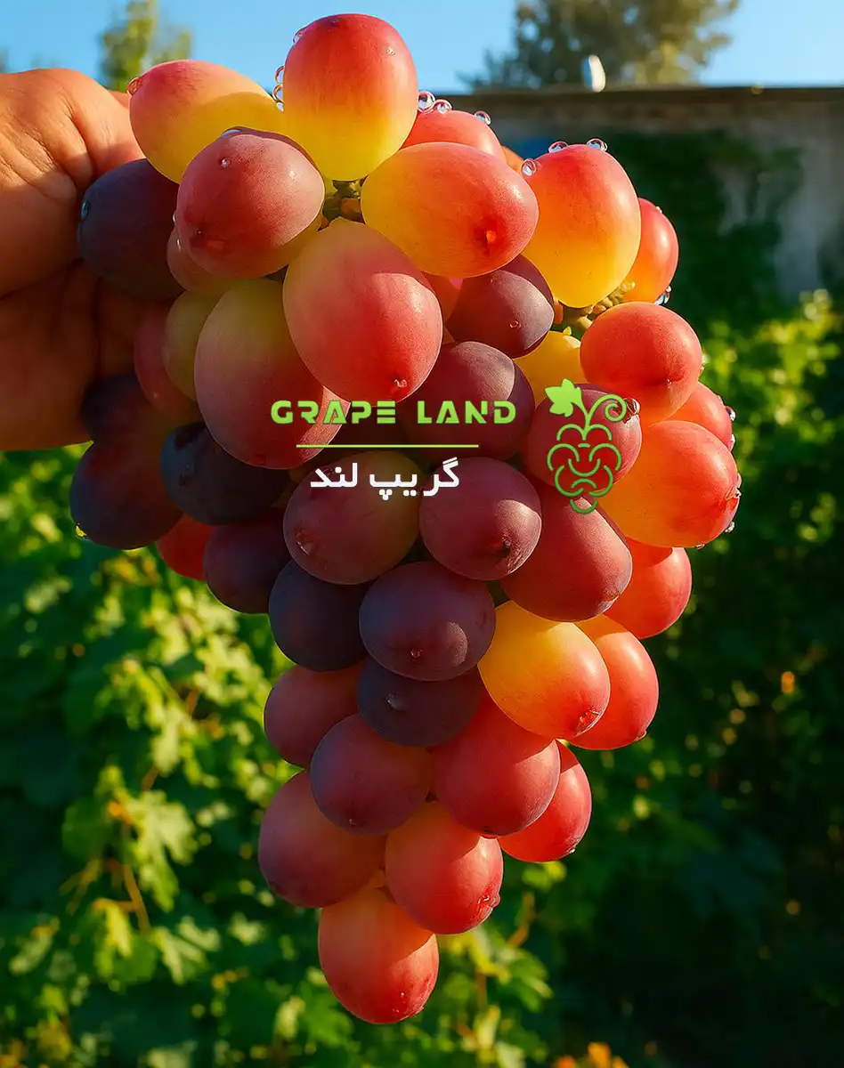 نهال انگور مکی