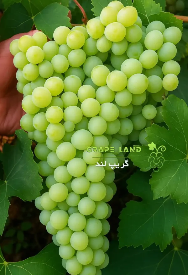 نهال انگور فرانسوی