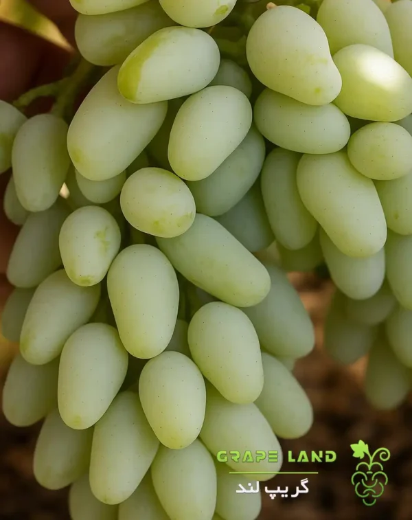 نهال انگور ایرانی