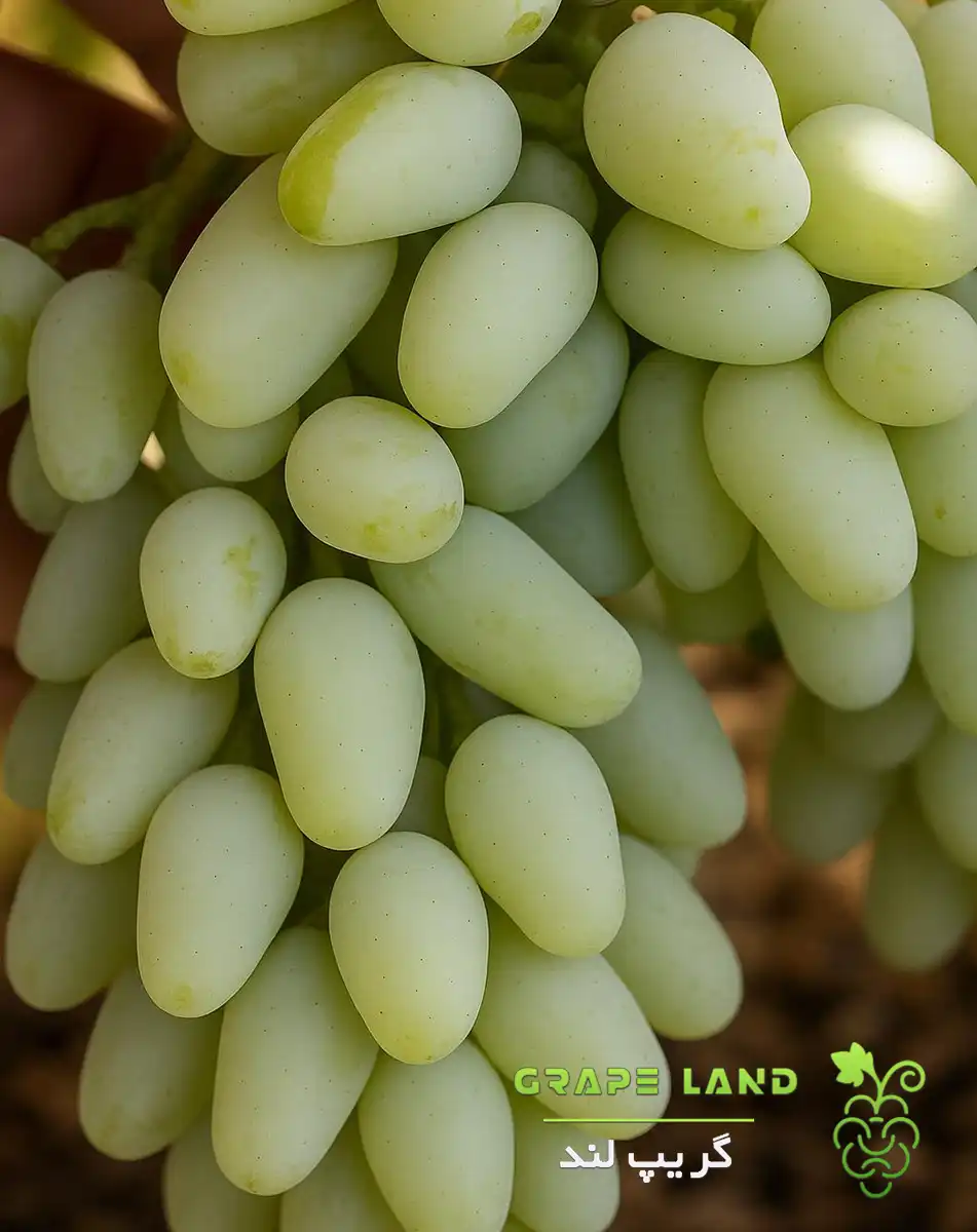 نهال انگور ایرانی