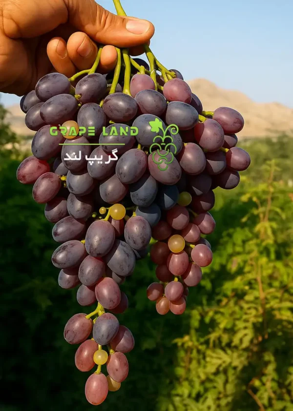 نهال انگور کریمسون