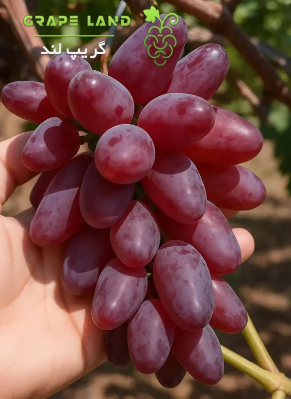 نهال انگور بایکنور