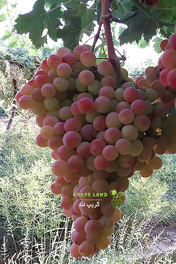 خرید نهال انگور