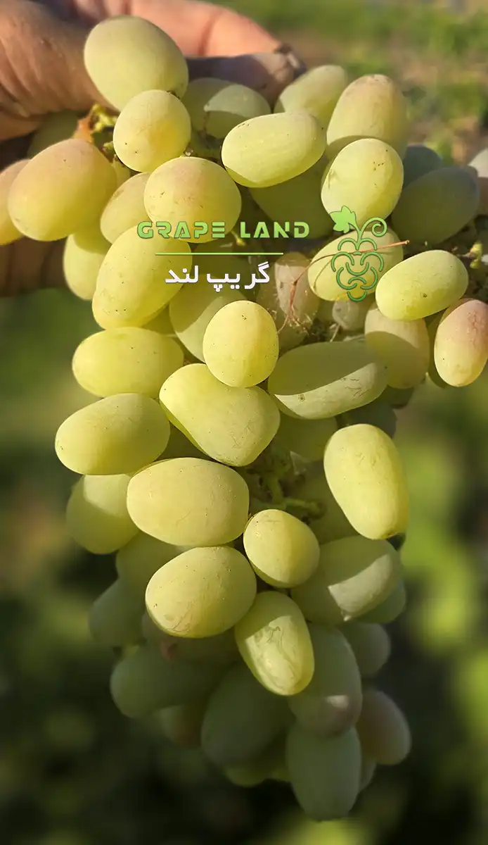 نهال انگور روسیهای بیضیشکل سفید