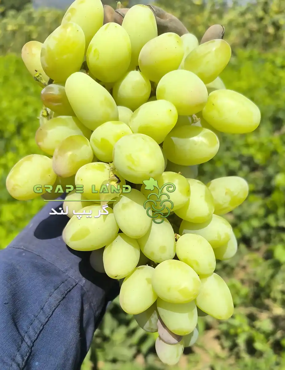 نهال انگور روسی سفید