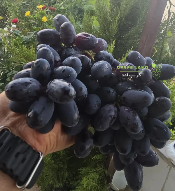 نهال انگور زیتونی