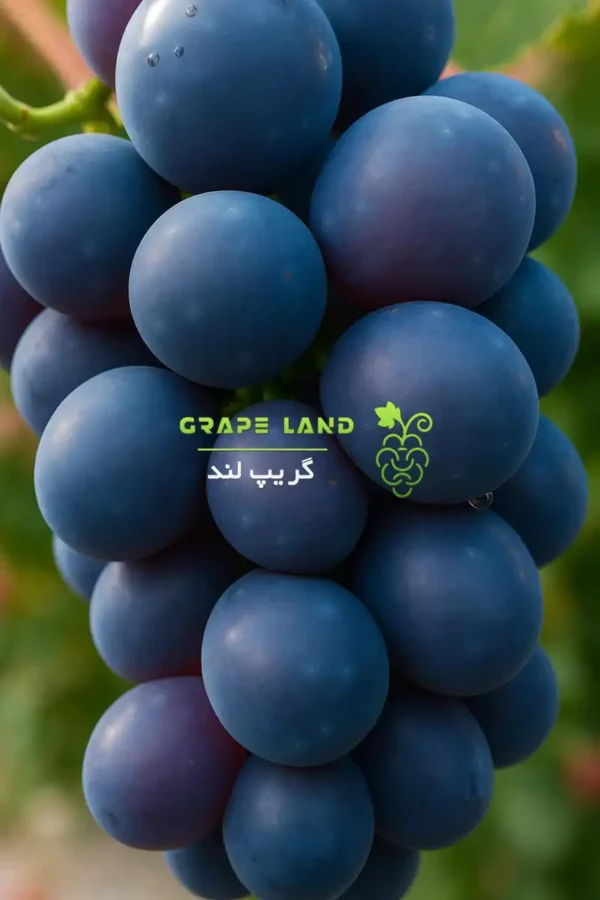 نهال انگور ستاره شب