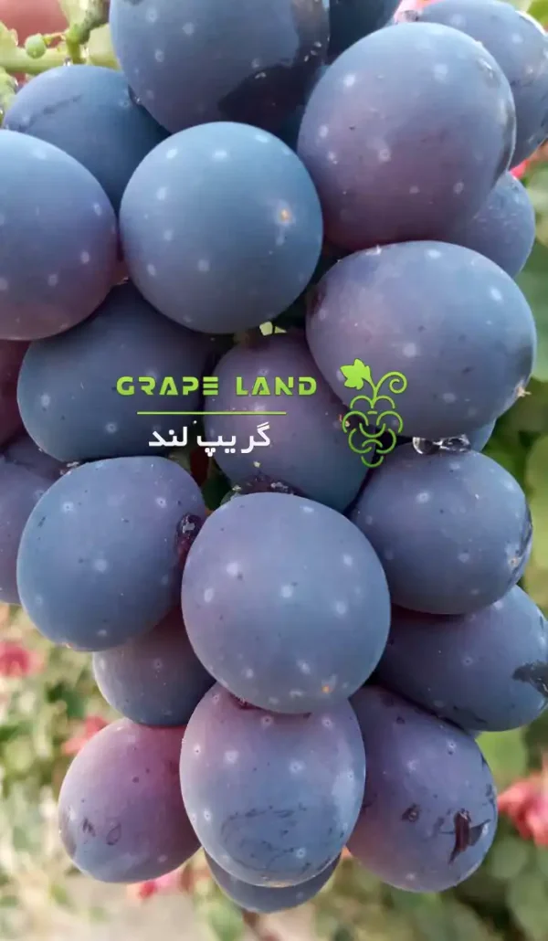 نهال انگور ستاره شب