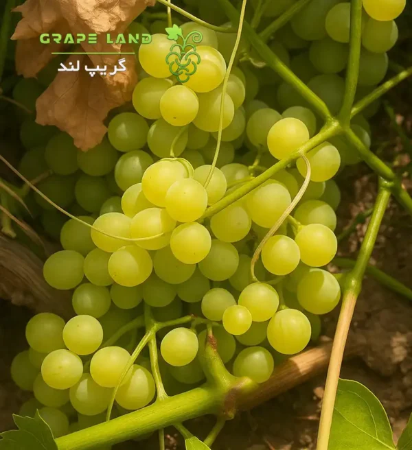 انگور سفید بی دانه