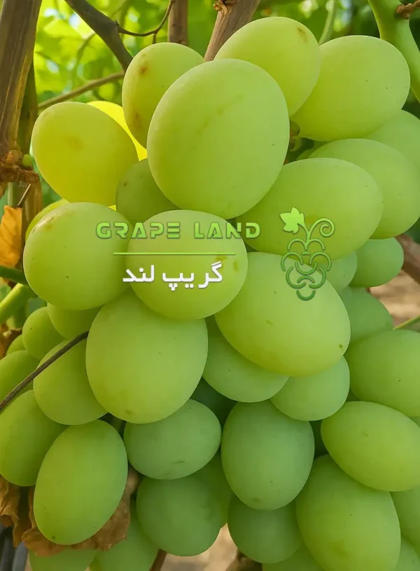 نهال انگور سپیکه کردستان