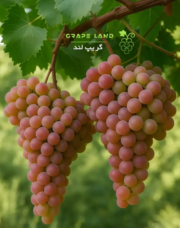 نهال انگور قرمز بیدانه