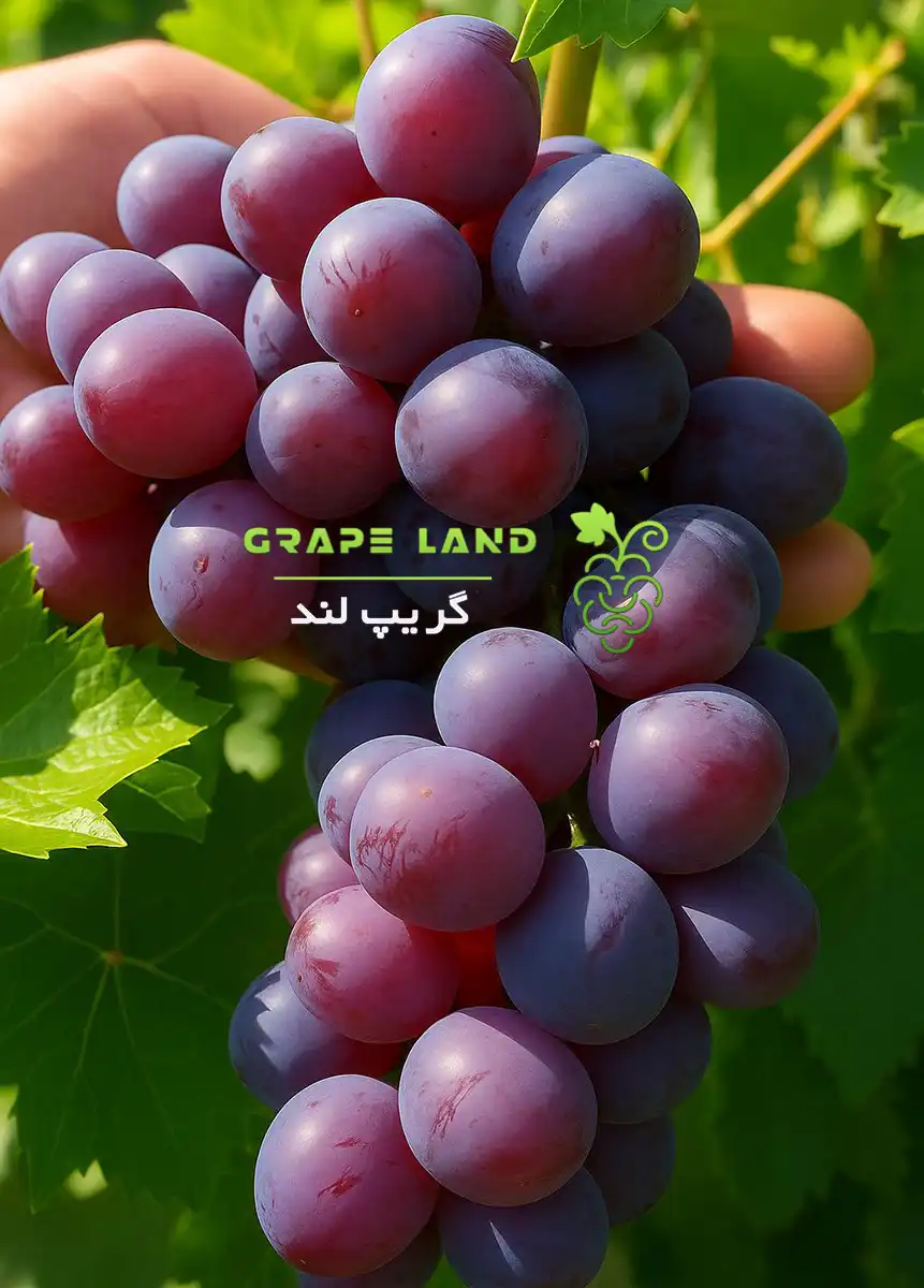نهال انگور لابروسکا