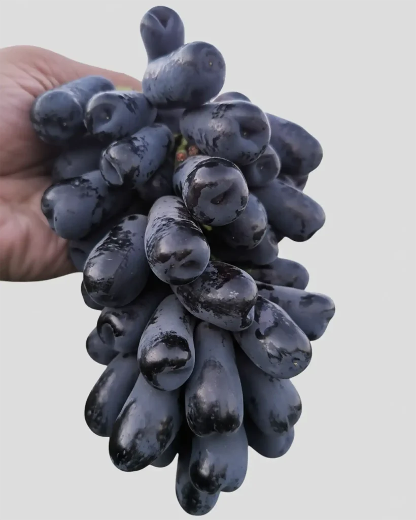 انگور موندراپ