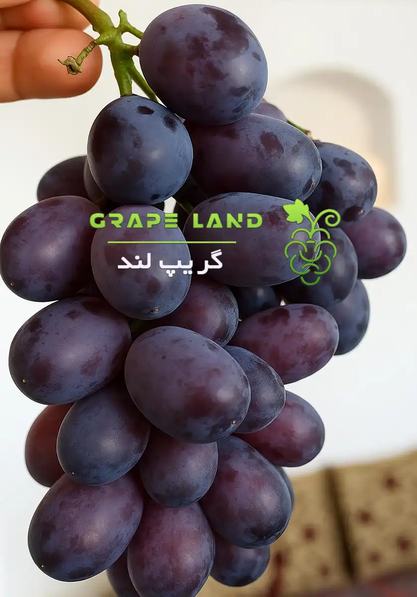 نهال انگور رطبی