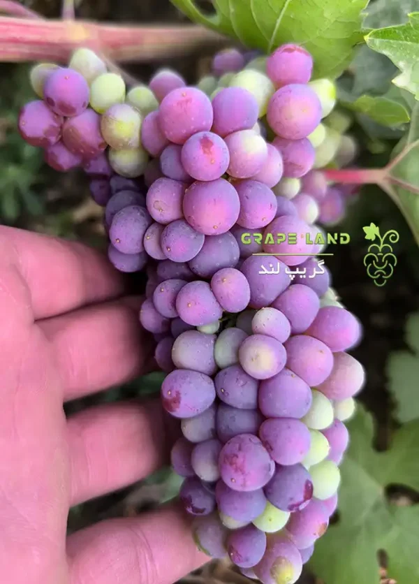 خرید نهال انگور