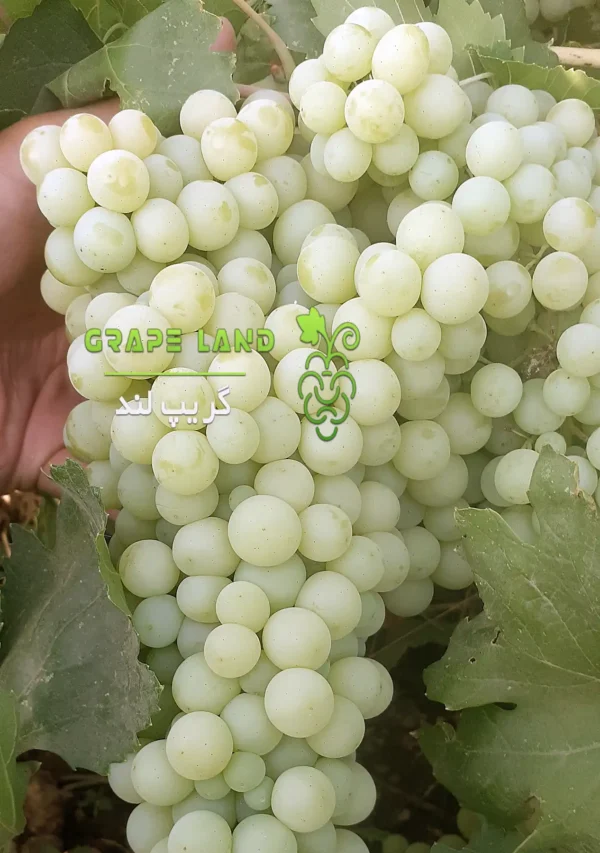 خرید نهال انگور