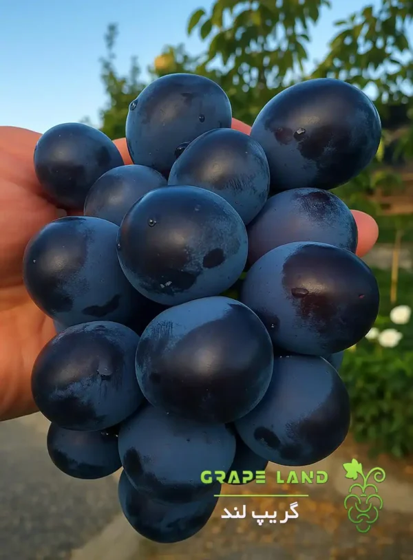 نهال انگور چاوه گا