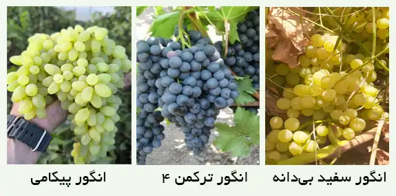 نهال انگور ایرانی بی دانه