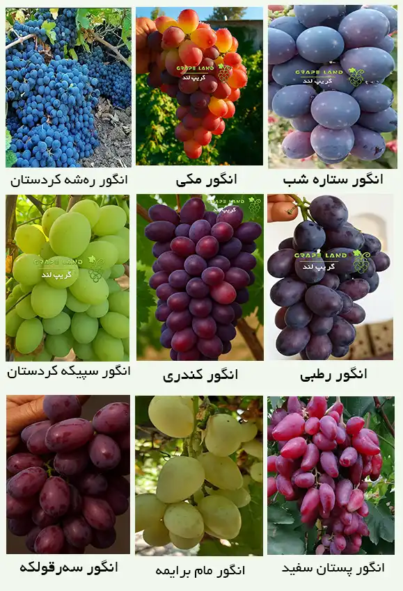 نهال انگور ایرانی دانه دار