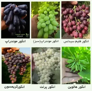 خرید انواع نهال انگور